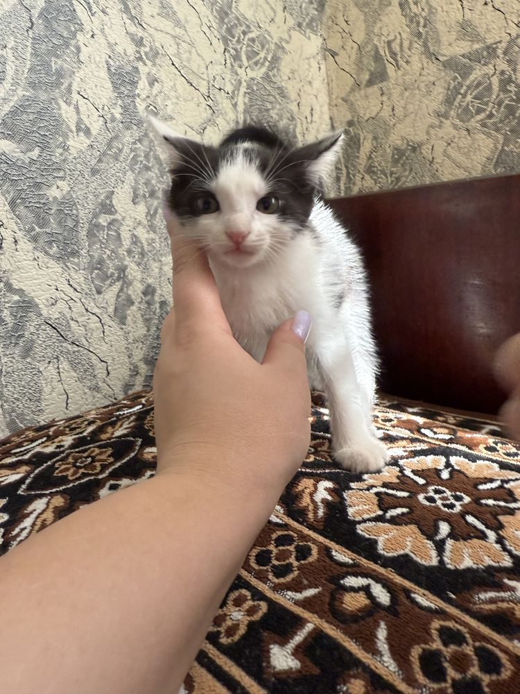 Отдадим котят в хорошие руки!!!