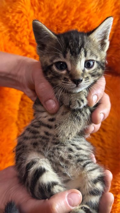 бенгальские котята