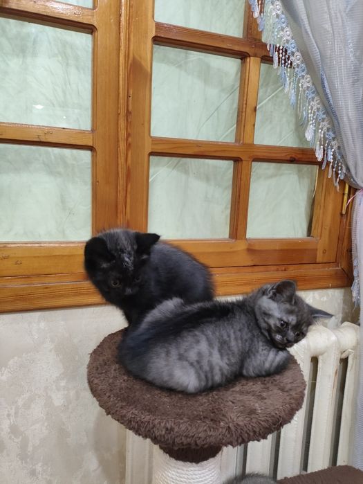 Mushukchalar sotiladi