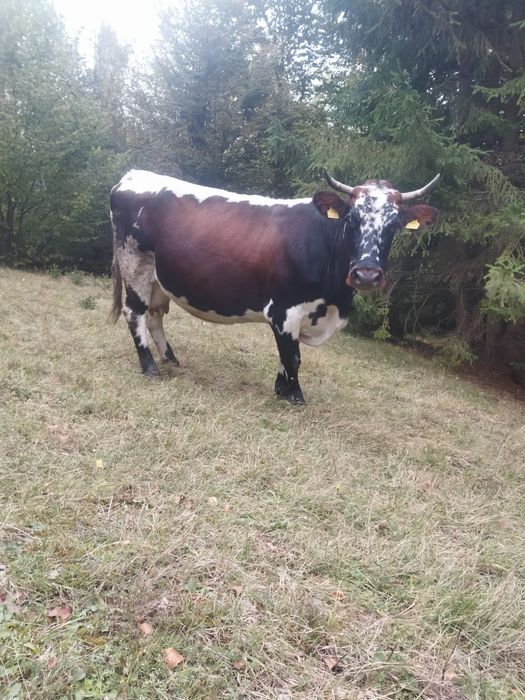 Vând vacă cu lapte