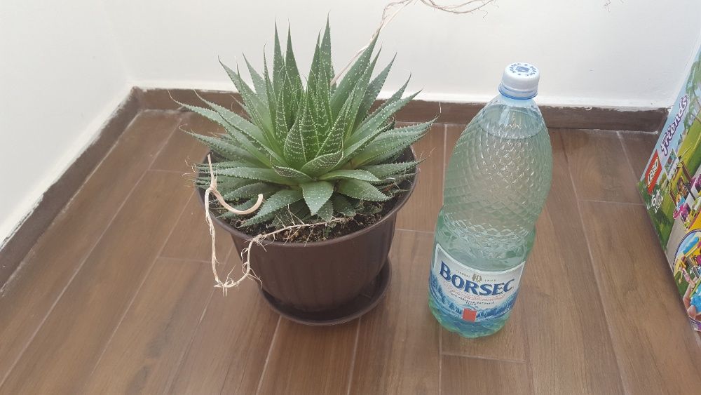 Vând cactuşi şi suculente