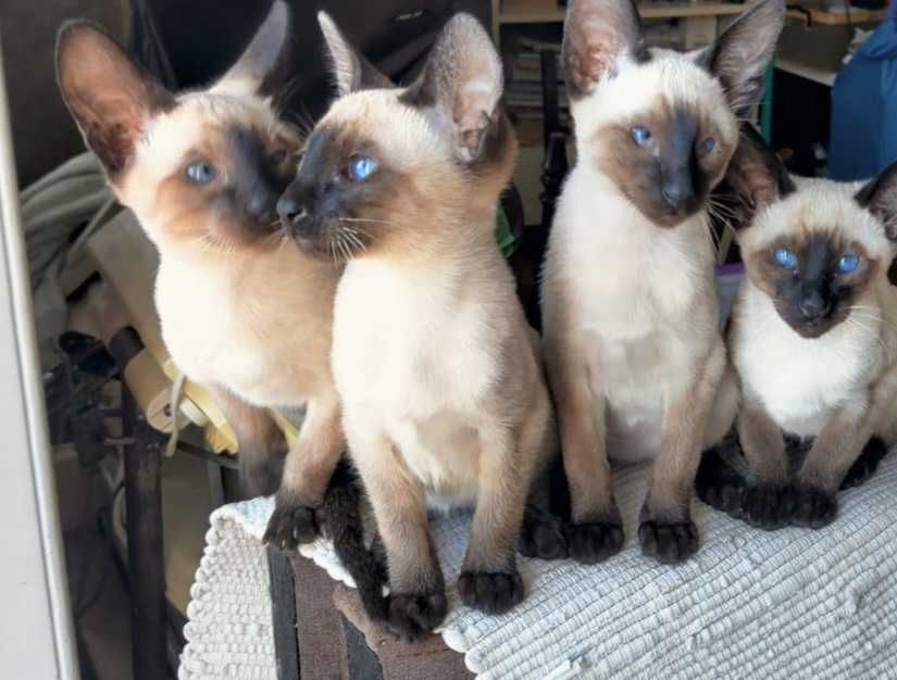 Ориенталски котенца