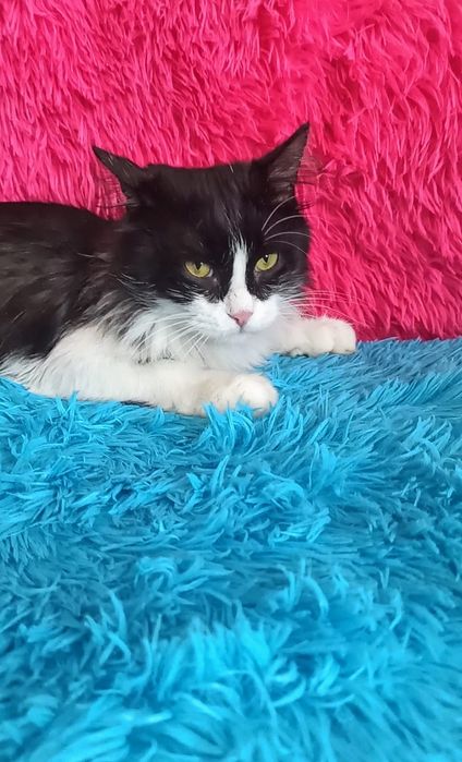 Котики и кошечки ждут любящих хозяев