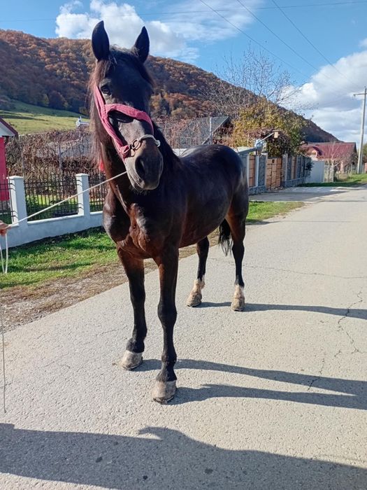 Vând cal în vârstă de 7 ani