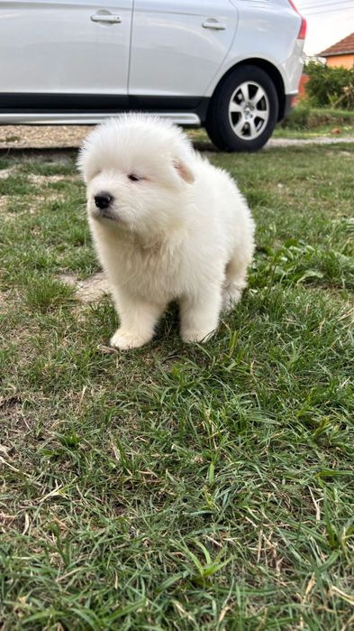 Samoyed fetita pufoasa