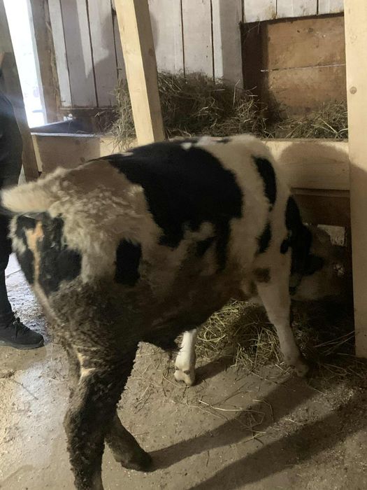 Vând tauras bălțat  de 5 luni jumate jumate