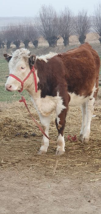 Semental mollar sotiladi