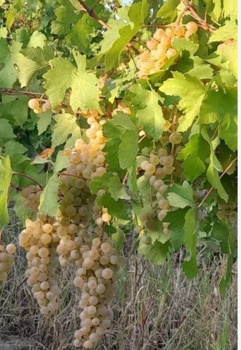 Struguri de vin Fetească, Merlot, Muscat Hamburg