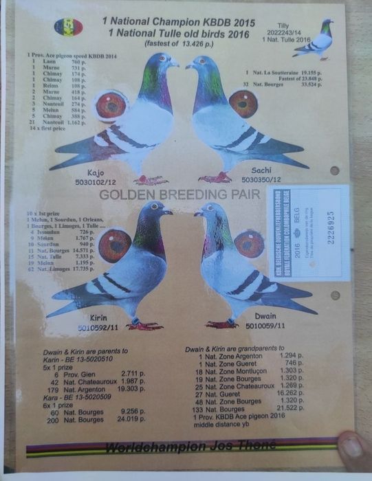 Desființare crescătorie porumbei voiajori belgieni cu rezultate expo