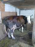 Vaca baltata romaneasca