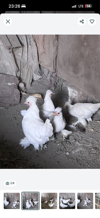 Yapon juchasi sotiladi tezda