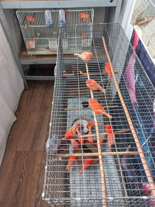 Vând canari gospodăria proprie