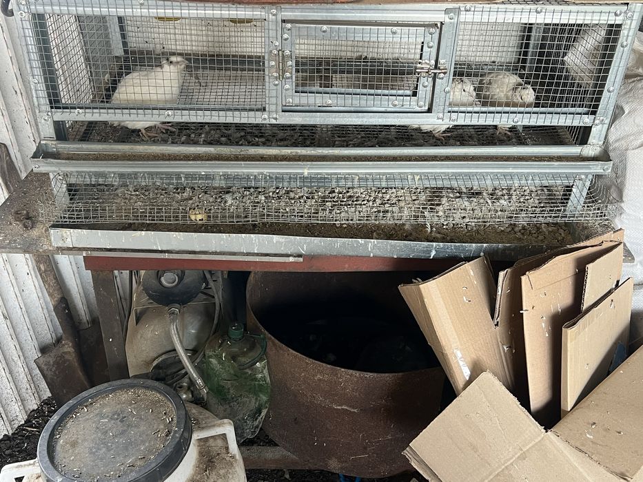 Продавам клетка с пъдпъдъци подарак снасящи