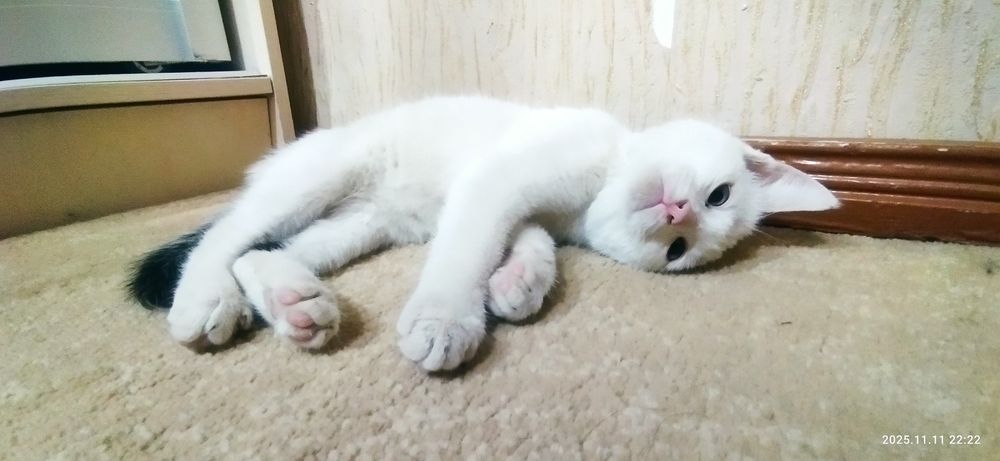 Котенок ищет хозяина. Срочно