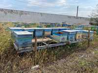 Пчеларски платформи за подвижно пчеларство