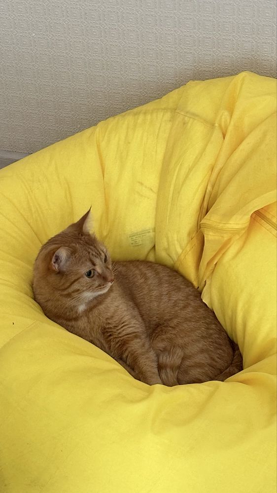 Рыжий кот питомец