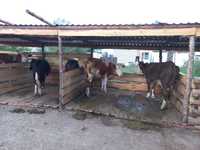 Продам дойных коров, телят, баран