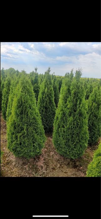 Amenajari gradini , gazon rulou&plante