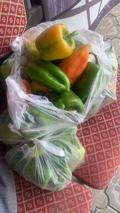 Продаем домашний перец