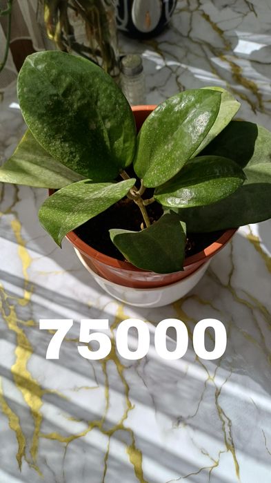 Продаются хойи. В горшках. Цены разные