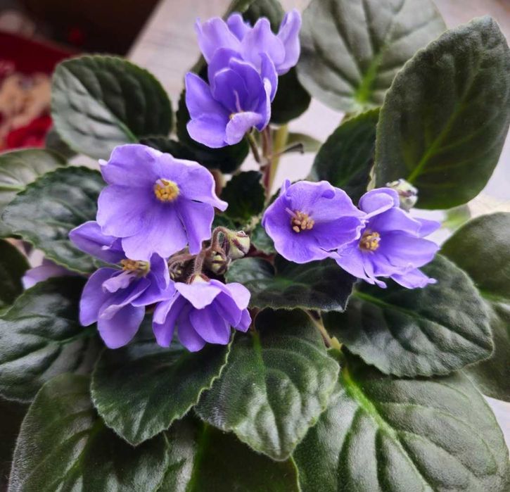 Фиалка Рапсоди Климентина