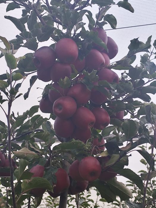 Mere Suc si industrie