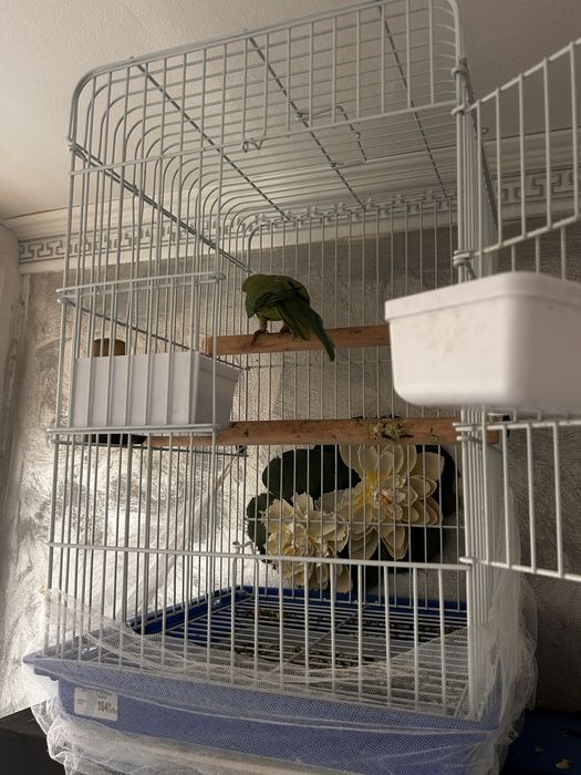 Micul alexandru papagal vorbitor