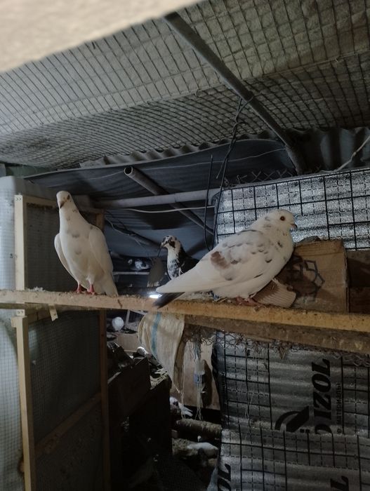 Кабутар сотилади