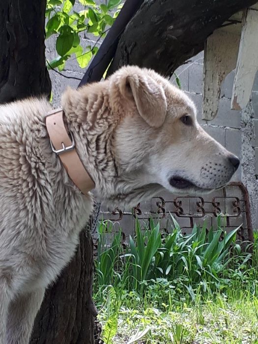 каишка за куче , нашийник нагръдник юлар юзда повод