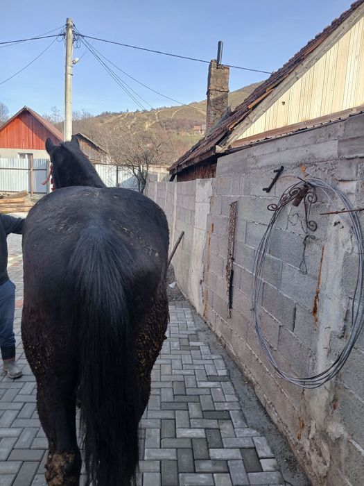 Cal de vânzare în vârstă de 3 ani