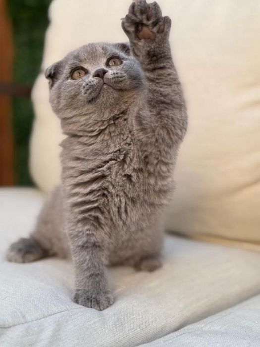 Продаётся котёнок Scottish Fold
