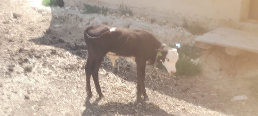 Бұзау сатылады