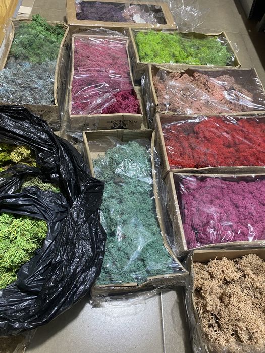 licheni si muschi naturali