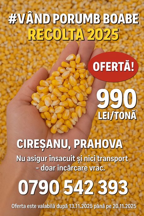 Vând porumb și grau recoltă 2025 uscat