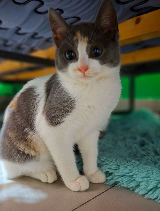 Adoptie pisicita pestrita