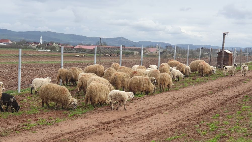Vand oi oachese 30 bucati