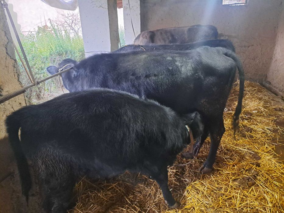 Zotdor Angus mollar sotiladi.