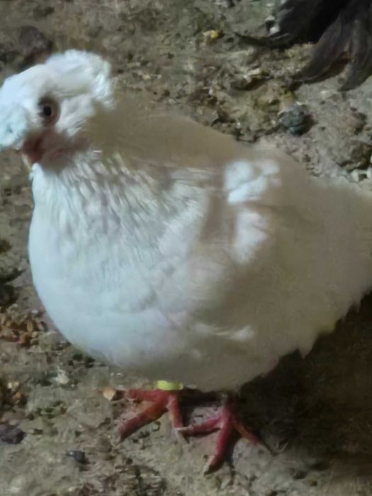 Jucatori albi bimotati