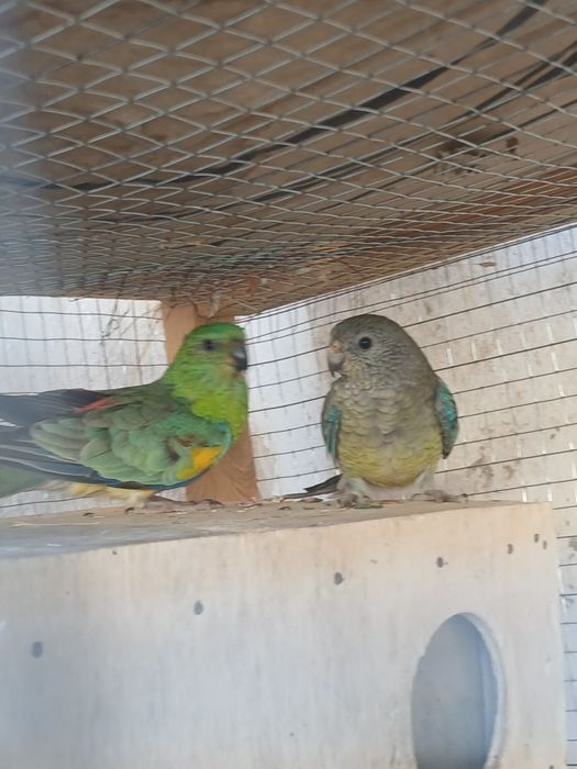 Bir para pefchi sotiladi tayyor narxi 550 ming