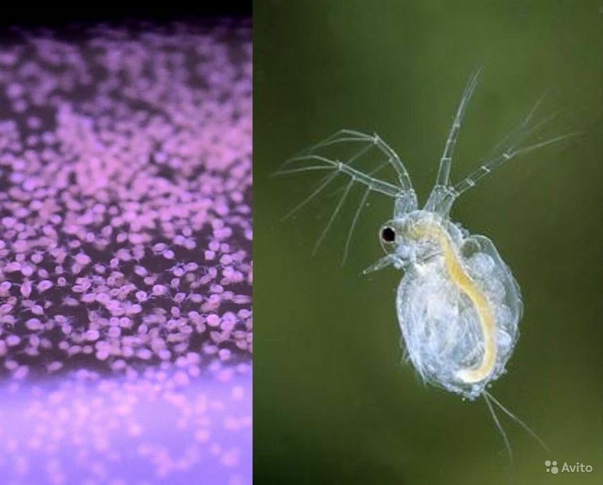 Продам  - моина ( живородка)