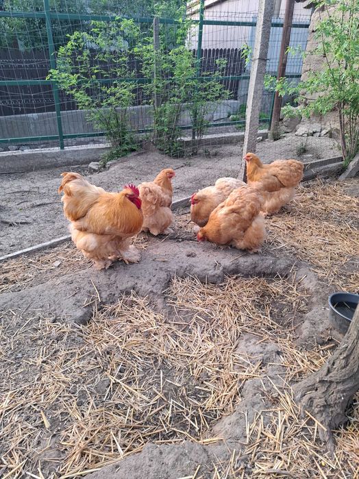 Gaini conchinchina urias