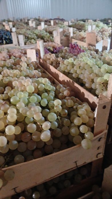 Ceasla, Striguri de masa, Camera frigorifica, Panciu, Vrancea, direct