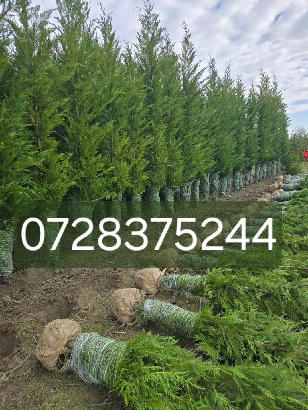 Leylandii chipaross amenajări grădini