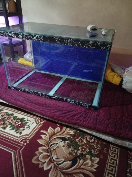 Акварим катта баликлар учун