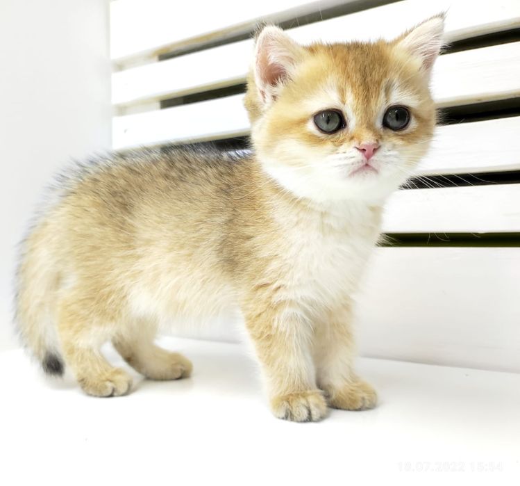 Девчули и пареньки британские