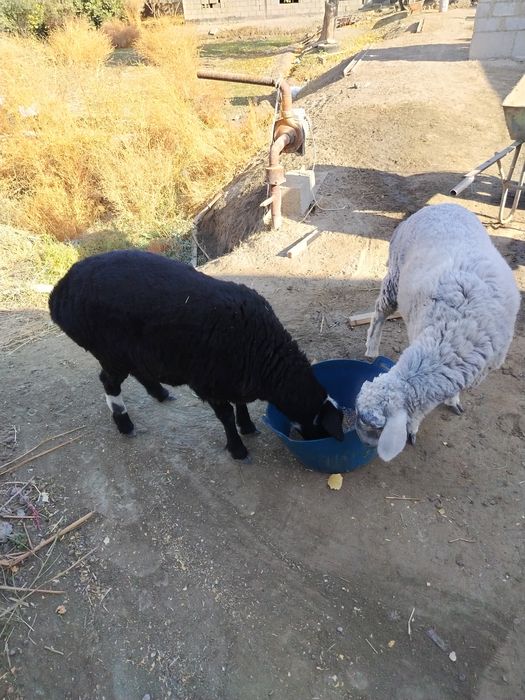 Barrala sotiladi sifatli