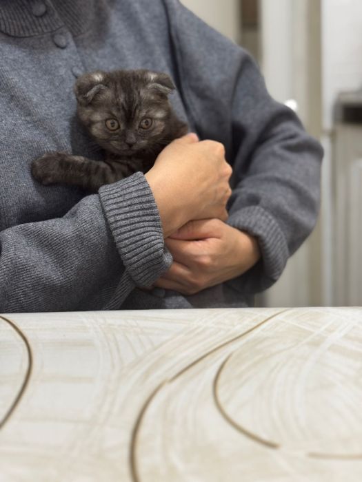 Продам котенка породы шатландский вислоухий.
