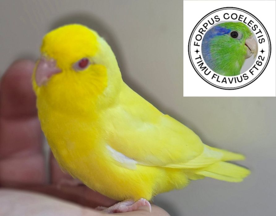 Papagali forpus coelestis