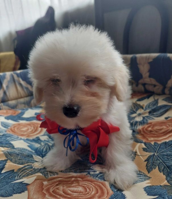 Bichon Havanez , Rasa Pura , Mai este doar un mascul. .