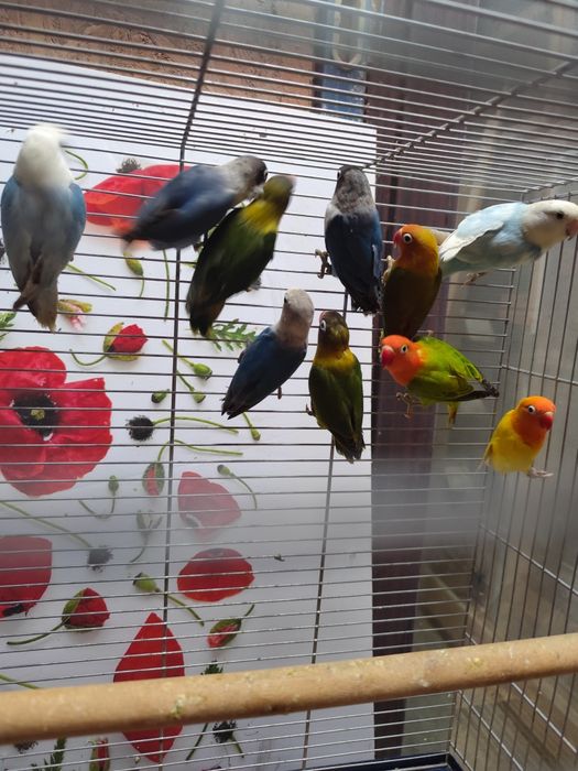 Papagali agapornis frumoși